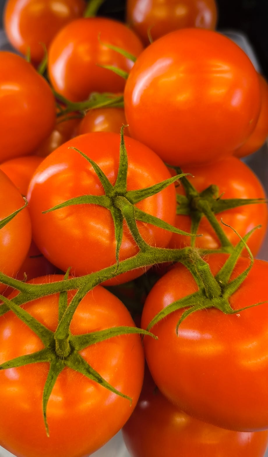 VINE TOMATO