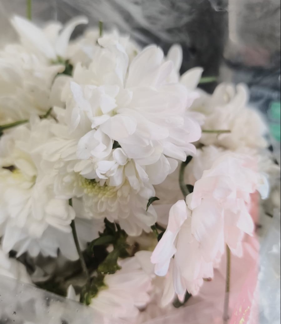 WHITE Chamanthi (Chrysanthemums)