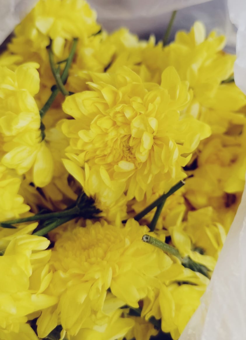 Chamanthi Yellow