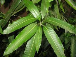 Mango Leaves