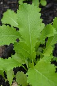 Mustard leaves/Sarson ka saag