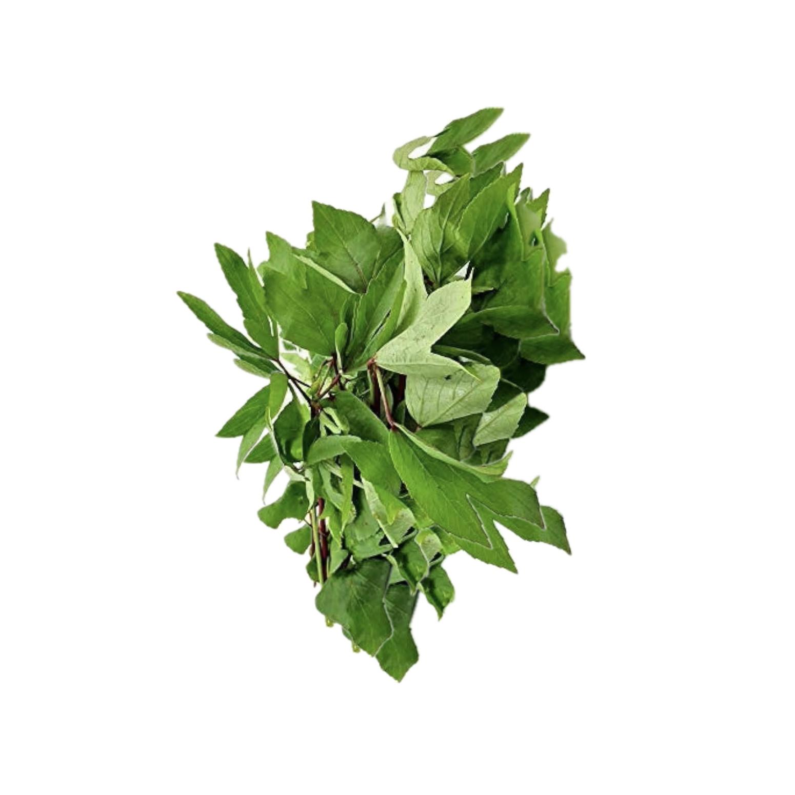 Gongura | Gongura | Gongura