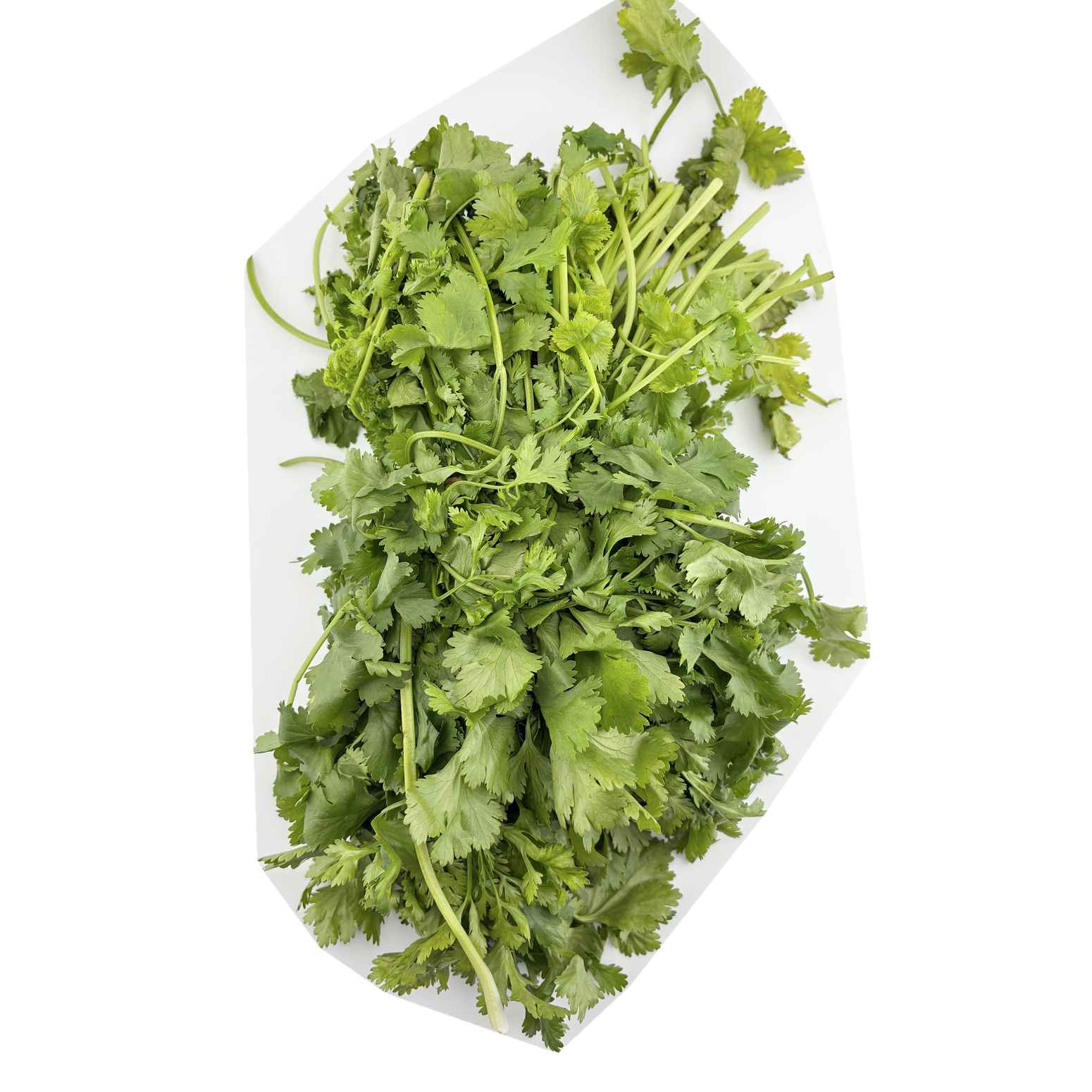 Coriander Leaves (Kothimeera Katta)