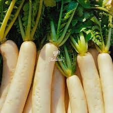 Mooli (Radish) | Mullangi | Mooli