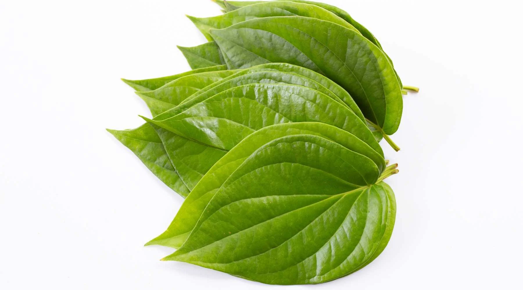 Betel Leaf | Tamalapaaku | Paan